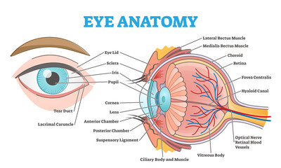 Eye anatomy with labeled structure scheme for human optic outline diagram