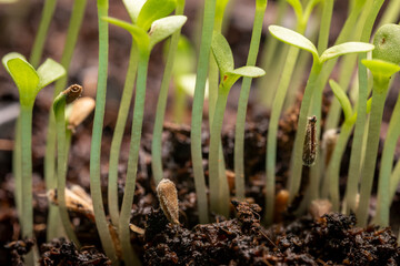Fresh sprouts of aster seeds close-up. Growing plants of seedlings.