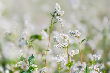 Close up of white blooming flowers of buckwheat (Fagopyrum esculentum) growing in agricultural field on a background of blue sky. Sunny summer day