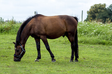 Obraz premium A brown horse grazing in an intensely green meadow and enjoying delicious, fresh grass. In the background there are trees and blue sky covered with white clouds.