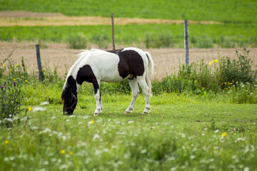 A black and white horse that grazes in an intensely green meadow and enjoys delicious, fresh grass. In the background there are trees and blue sky covered with white clouds.