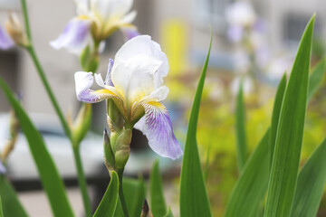 Irises lilac flowers close-up in the garden. Delicate spring flowers on a blurry green background. Atmospheric light background. Growing decorative flowers in a flower bed. Soft focus. Copy space