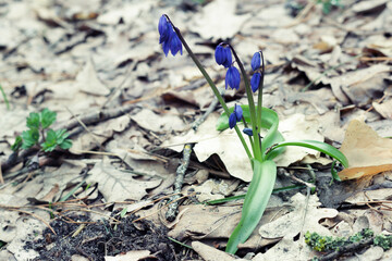 Siberian squill blue flowers. beautifil blooming of in oak forest, rare plant, breaking through...