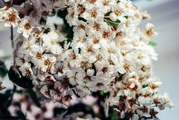 Flowers. Spring flowering. Mother's Day 8 March. Beautiful decoration, floristry, botany, petals and leaves, a gift for her