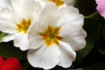 Naklejka na ściany i meble Beautiful primula (primrose) plant with white flowers, above view. Spring blossom