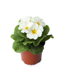 Primula (primrose) plant with beautiful flowers isolated on white. Spring blossom