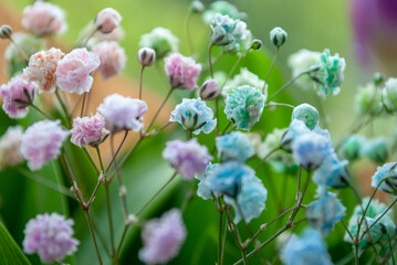 Flowers. Spring flowering. Mother's Day 8 March. Beautiful decoration, floristry, botany, petals and leaves, a gift for her