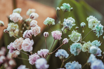 Flowers. Spring flowering. Mother's Day 8 March. Beautiful decoration, floristry, botany, petals and leaves, a gift for her