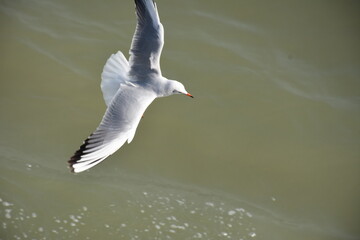 flock of seagulls on the beach