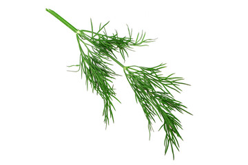 branch of dill on white background