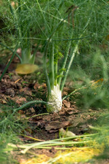 Single fennel grows on a field in a row with blurred background
