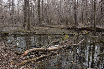 The river Kurumoch, Samara region, Russia.