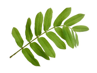 Tamarind branch with green leaves on white background