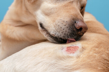 Atopic dermatitis in a labrador dog. A wound on the skin of a dog.