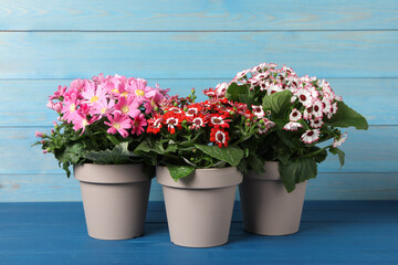 Beautiful cineraria plants in flower pots on blue wooden table