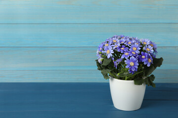 Purple cineraria plant in flower pot on blue wooden table. Space for text