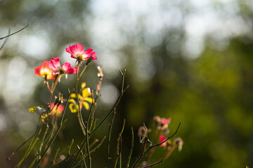 Blooming dog roses and green and white  blurred background