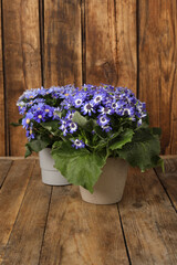 Beautiful purple cineraria plants in flower pots on wooden table
