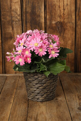 Beautiful pink cineraria plant in flower pot on wooden table