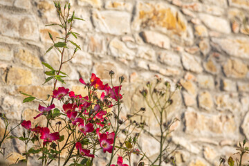 Flowering shrub of dog roses and a sunlit stone wall as a background