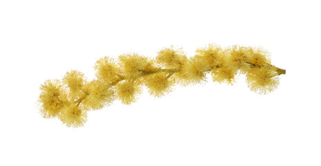 Naklejka premium Beautiful yellow mimosa flowers isolated on white