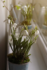 Blooming snowdrops on window sill indoors. First spring flowers