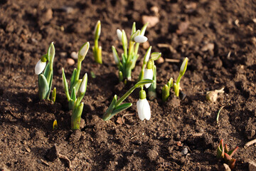 Beautiful snowdrops growing outdoors. Early spring flowers