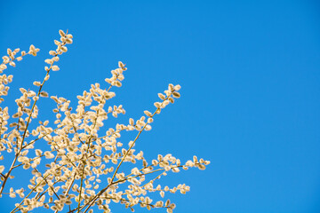 Spring nature background with pussy-willow branches