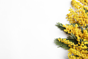 Beautiful mimosa flowers on white background, top view