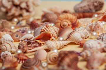 a lot of different empty sea shells on yellow background, macro details