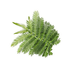 Beautiful mimosa branch with green leaves on white background
