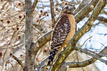 broad shouldered hawk