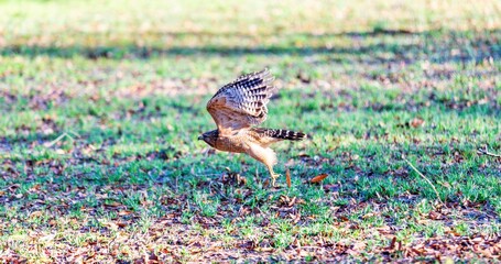 child playing in the grass