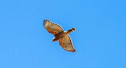 hawk in flight