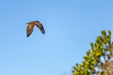 osprey in flight