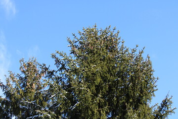 tree, pine, sky, nature, green, blue, forest, landscape, summer, spring, season, wood, leaf, outdoors