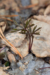 The yellow anemone (lat. Anemonoides ranunculoides), of the family Ranunculaceae.
