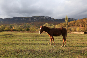 Horse foal on a meadow in a mountain valley of Crimea on an autumn day