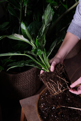 Green plant transplant close up. Home plants gardening, floral concept with soil and roots close up photography. Green plant in studio, flower shop.