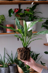 Green plant transplant close up. Home plants gardening, floral concept with soil and roots close up photography. Green plant in studio, flower shop.