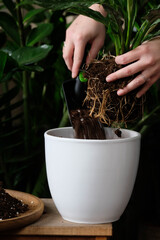 Green plant transplant close up. Home plants gardening, floral concept with soil and roots close up photography. Green plant in studio, flower shop.