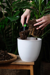 Green plant transplant close up. Home plants gardening, floral concept with soil and roots close up photography. Green plant in studio, flower shop.