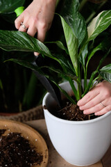 Green plant transplant close up. Home plants gardening, floral concept with soil and roots close up photography. Green plant in studio, flower shop.