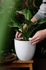 Green plant transplant close up. Home plants gardening, floral concept with soil and roots close up photography. Green plant in studio, flower shop.
