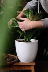 Green plant transplant close up. Home plants gardening, floral concept with soil and roots close up photography. Green plant in studio, flower shop.