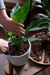 Green plant transplant close up. Home plants gardening, floral concept with soil and roots close up photography. Green plant in studio, flower shop.