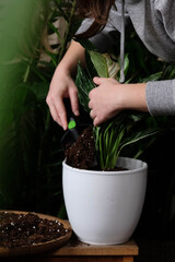 Green plant transplant close up. Home plants gardening, floral concept with soil and roots close up photography. Green plant in studio, flower shop.
