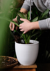 Green plant transplant close up. Home plants gardening, floral concept with soil and roots close up photography. Green plant in studio, flower shop.
