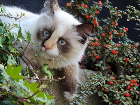 Gatto siamese tra i cespugli