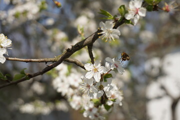 Blüte, Biene, Frühling, Baum, weiß, Honig